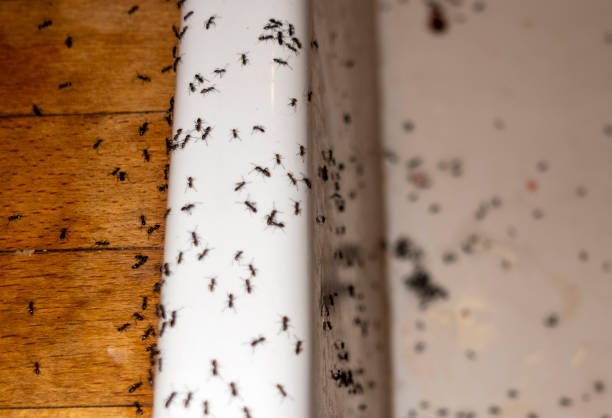 Best Termite Control Services  in Fairfax, OK
